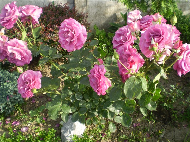 ruža floribunda